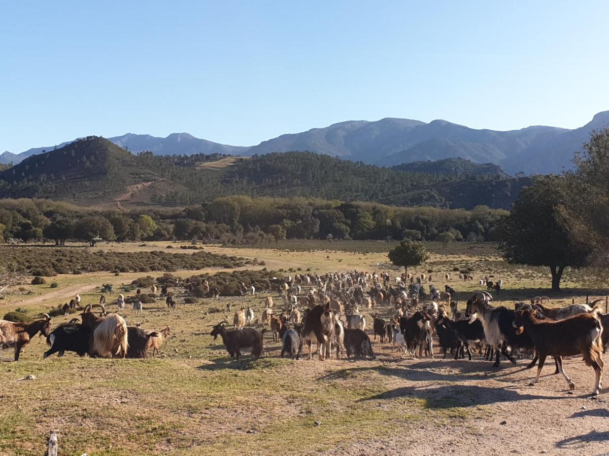 Вилла Domaine U Filanciu - Casa Ghjulia - Centru Di Corsica Moltifao Экстерьер фото